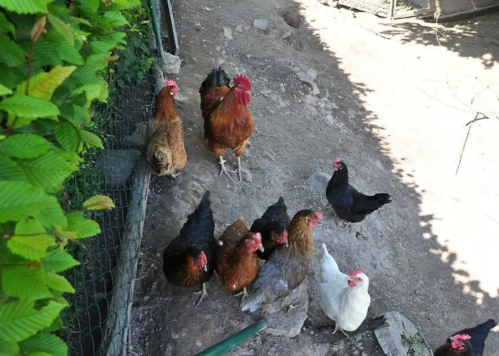 Campingplatz Am Waldbad